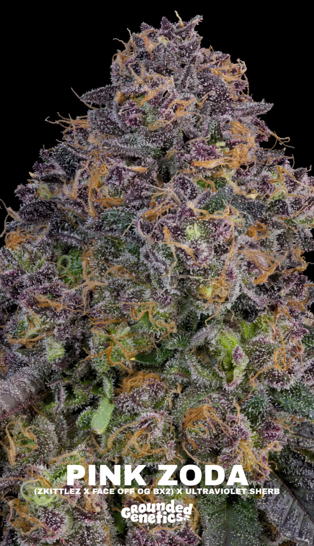 Pink Zoda ((Z x Face Off OG BX2) x Ultraviolet Sherb) 7 seeds