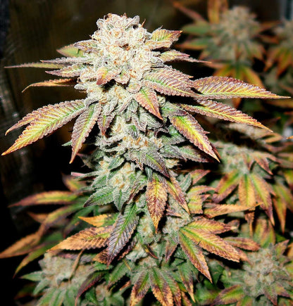 Cherrmonade (Reg) 12 seeds