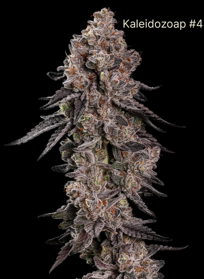 Zoapsmack (Kaleidozoap #4 x MAC 10) 10 regular seeds