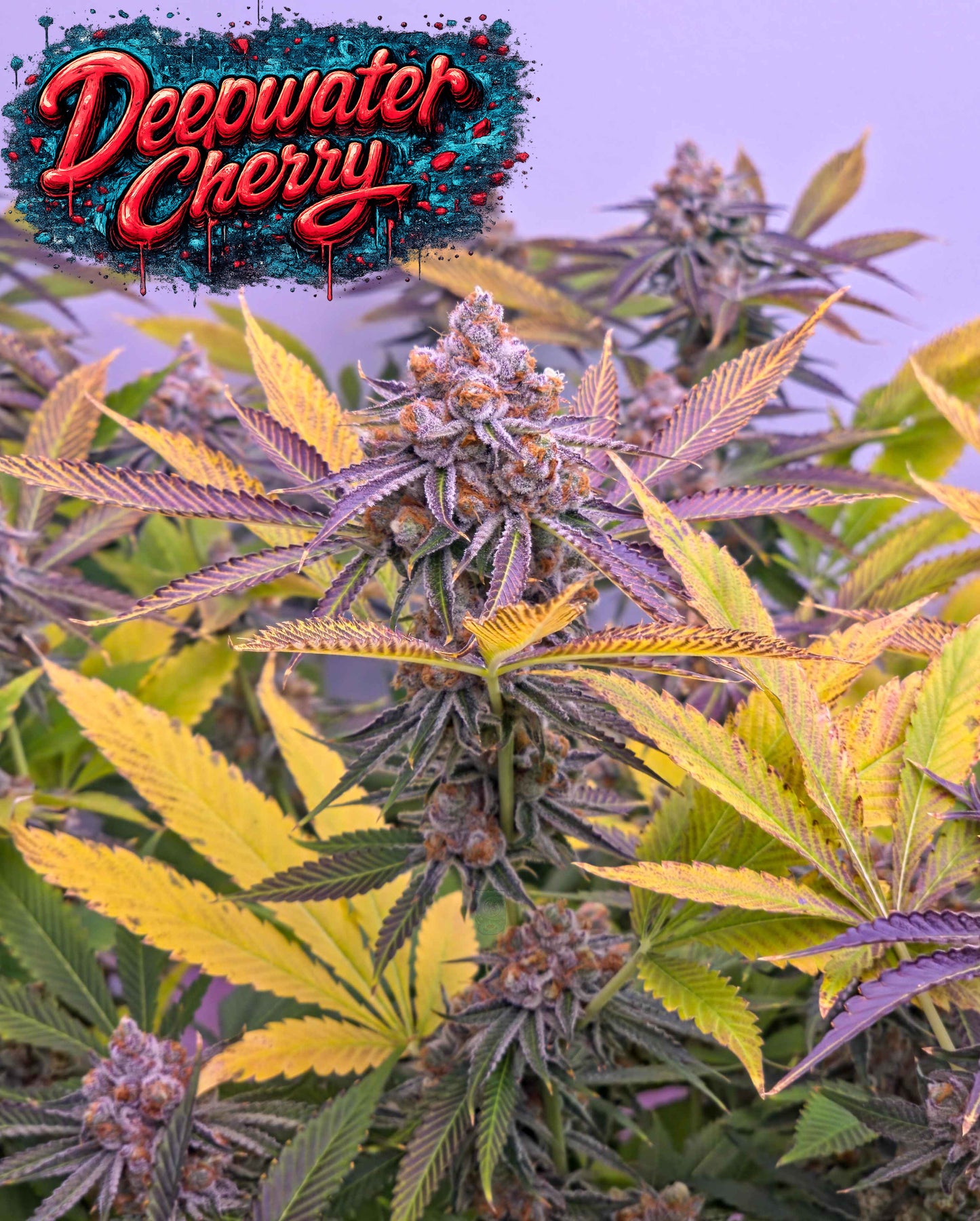 Deepwater Cherry (Ocean Fruit x Frozen Trop Cherry) 5 seeds + 2 Blueberry x FTC