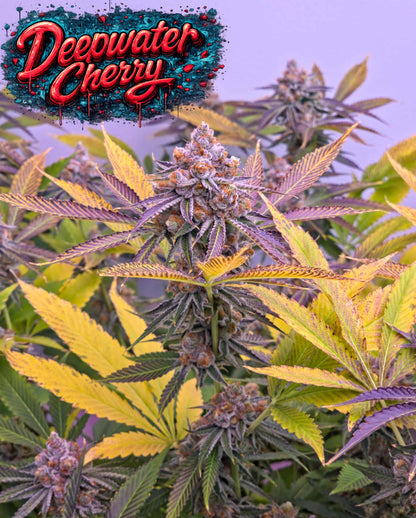 Deepwater Cherry (Ocean Fruit x Frozen Trop Cherry) 5 seeds + 2 Blueberry x FTC