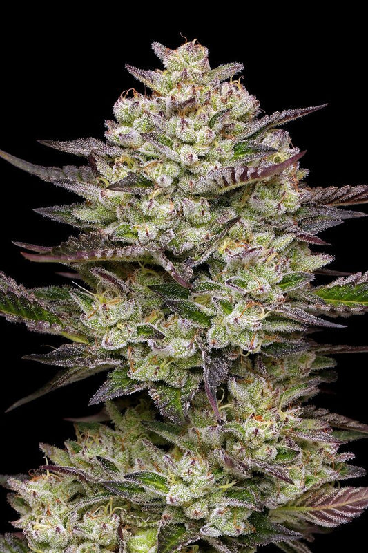 Puff Pastry (Obama Kush Z S1 x Blueberry Cupcake x (OBKZ 57 S1)) 5 seeds