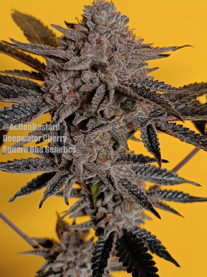 Deepwater Cherry (Ocean Fruit x Frozen Trop Cherry) 5 seeds + 2 Blueberry x FTC