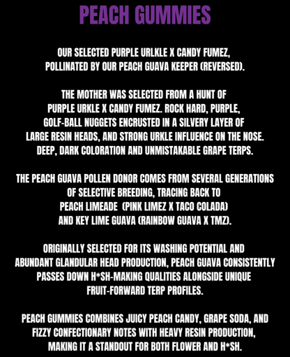Peach Gummies ((Purple Urkle x Candy Fumez) x Peach Guava) 7 seeds