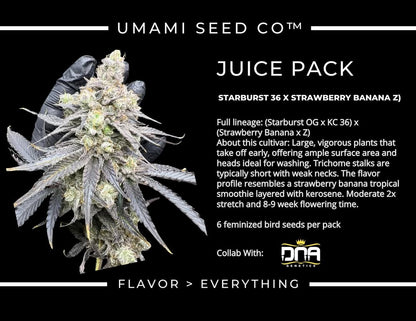 JUICE PACK (Starburst 36 (Starburst OG × KC 36) × (Strawberry Banana × Z)) 6 seeds + 3 Sour Diesel x Zoda