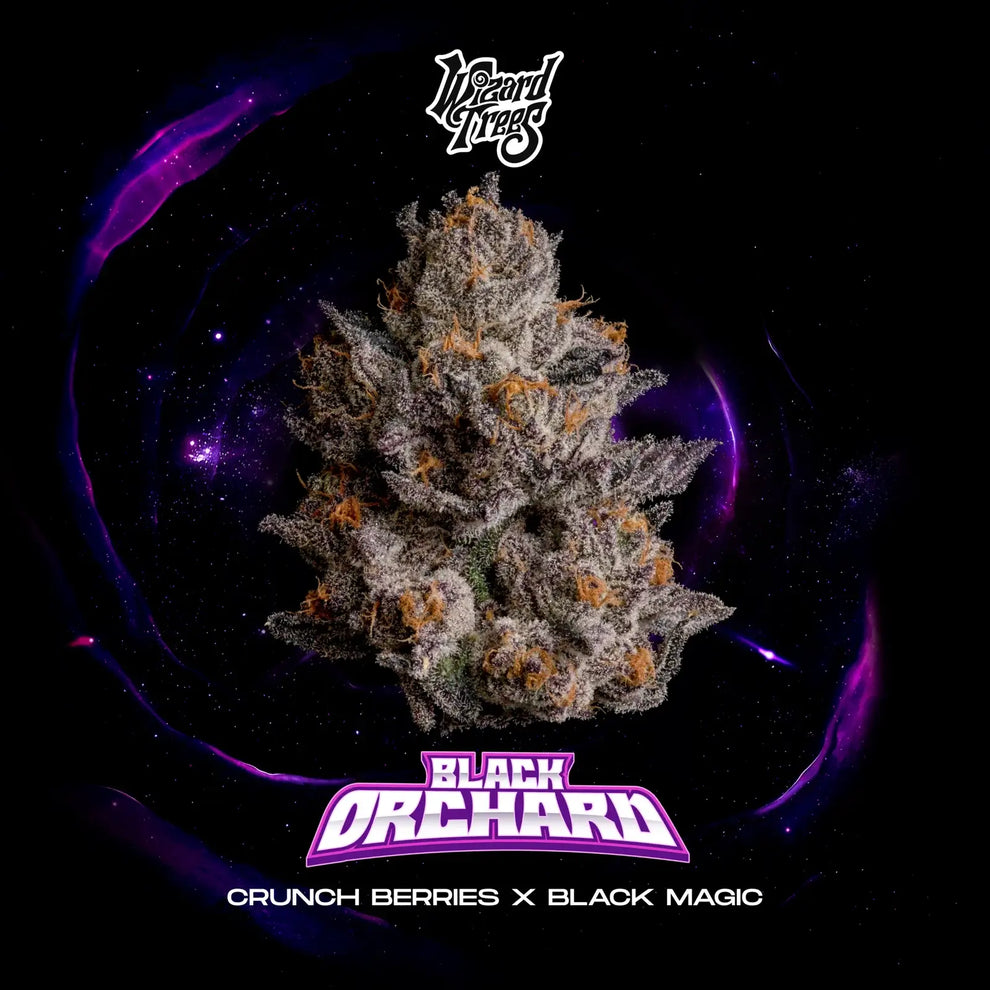 Black Orchad (Crunch Berries x Black Magic) 3 seeds