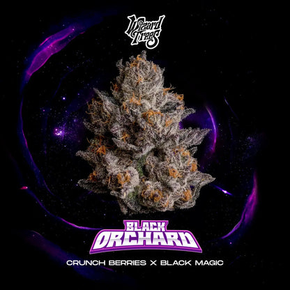 Black Orchad (Crunch Berries x Black Magic) 3 seeds