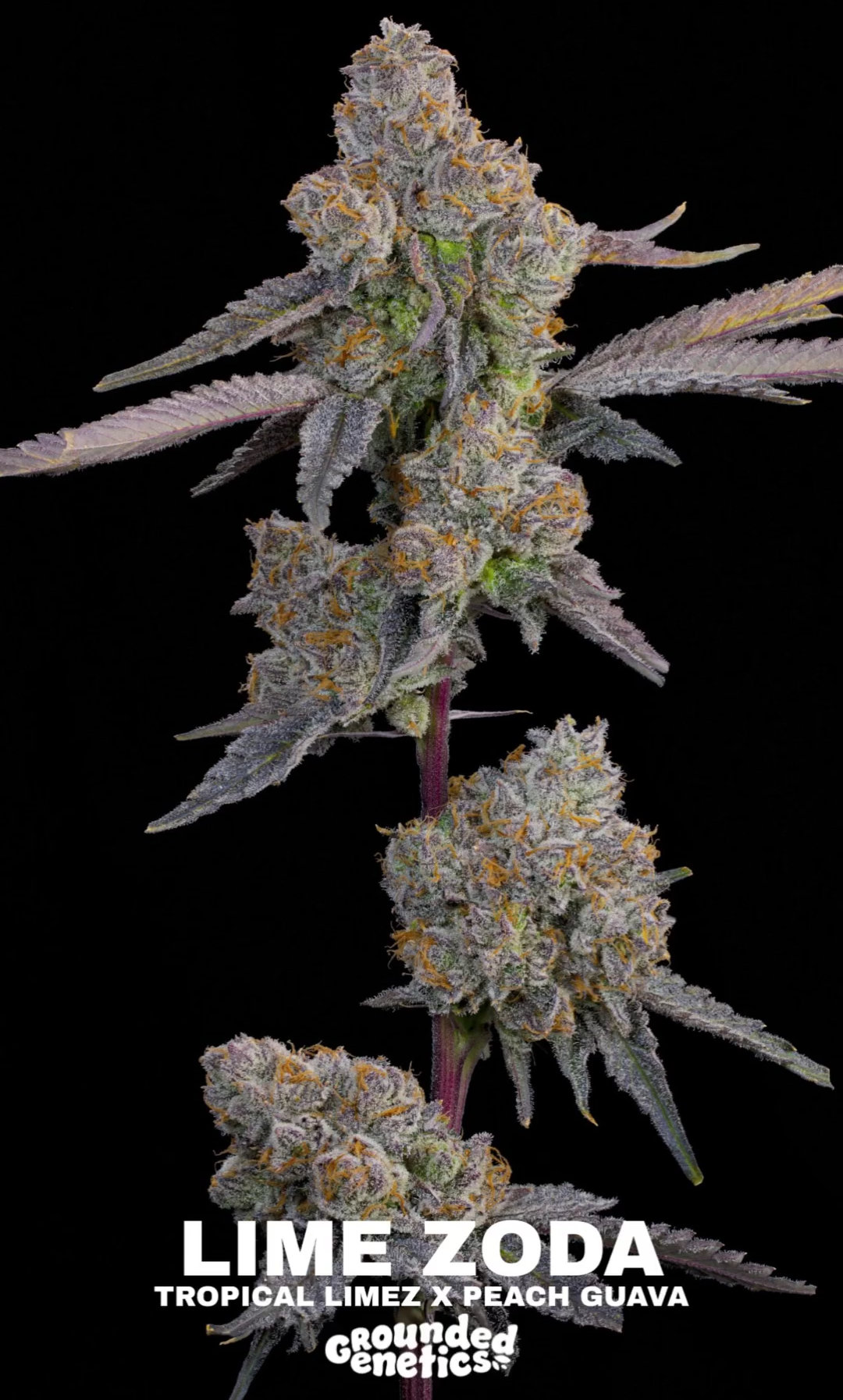 Lime Zoda (Tropical Limez x Peach Guava) 7 seeds