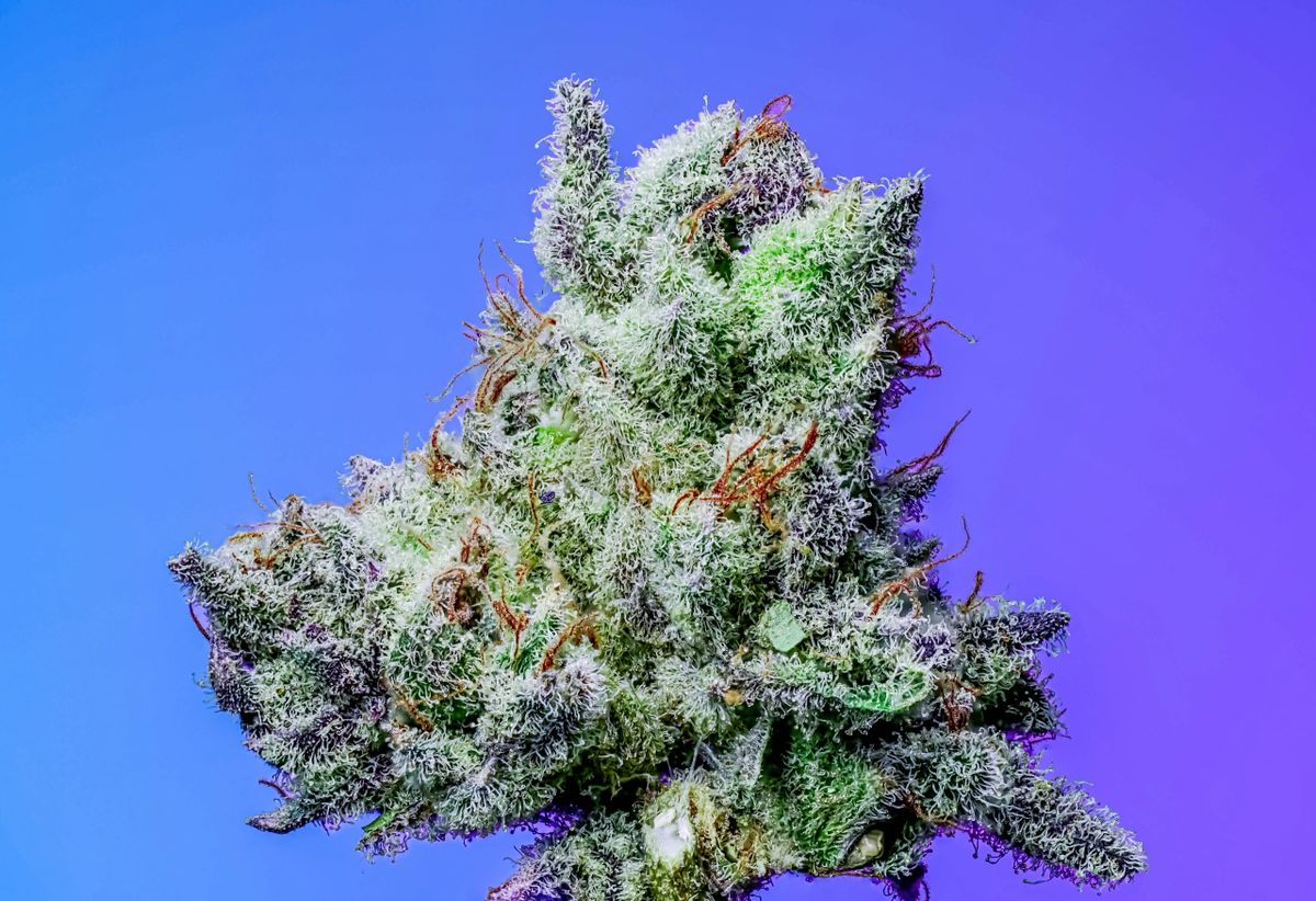 Vanilla Velvet s1 10+  feminized seeds
