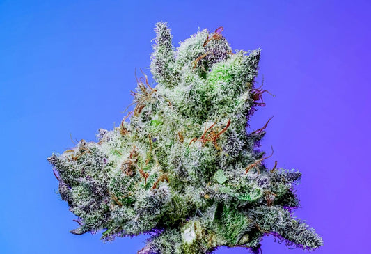 Vanilla Velvet s1 10+  feminized seeds