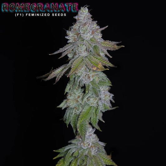 ROMEGRANATE (F1) (Lemon Skunk x Larry Bird aka Gelato 33) x Romulan 6 - Pack - Gas Station