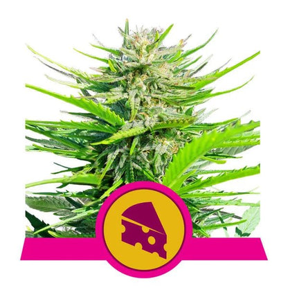 Royal Cheese (Fast Flowering) - Gas Station