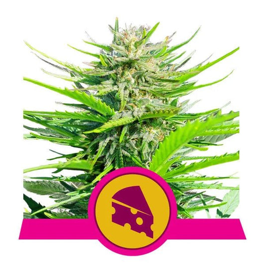 Royal Cheese (Fast Flowering) - Gas Station