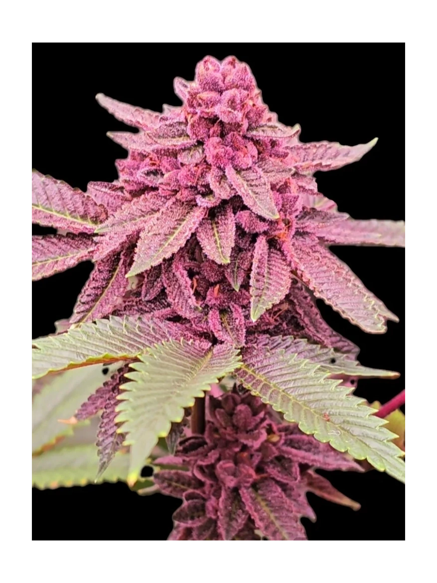 TC#11 S1 (TROPICANA CHERRY #11 S1) 8 fems