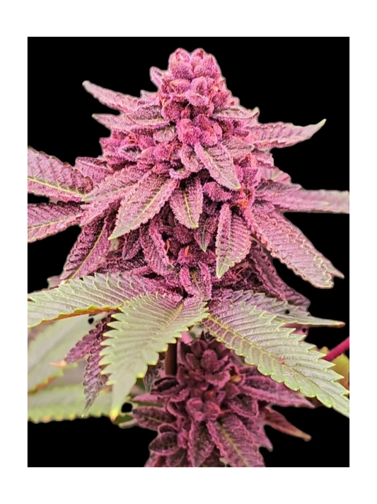 TC#11 S1 (TROPICANA CHERRY #11 S1) 8 fems
