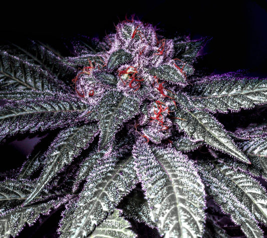 Mr. Big Runtz S1 (Original Runtz clone x Mr. Big Stuff Male Stud) 10+ feminized seeds