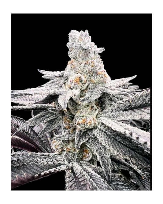TOP G ((RAINBOW CHIP x BISCOTTI) x (OREOZ x GMO))  8 fems
