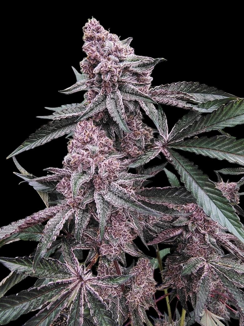 FROZEN CHERRYCANA (FROZEN BAG x TC#11) 8 fems
