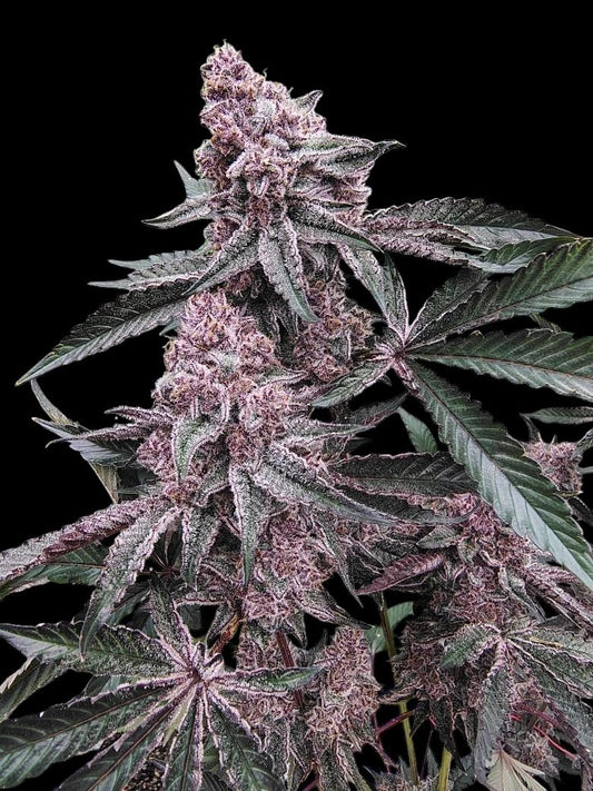 FROZEN CHERRYCANA (FROZEN BAG x TC#11) 8 fems