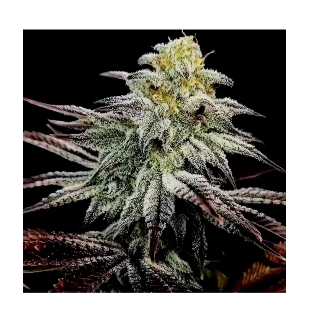 GREASY HOOKER [(GMO x Red Velvet) x Sugarcane RG Cut] 8 fem seeds