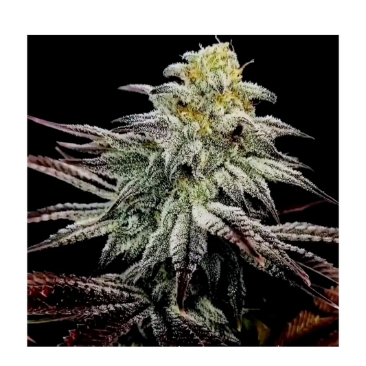 GREASY HOOKER [(GMO x Red Velvet) x Sugarcane RG Cut] 8 fem seeds