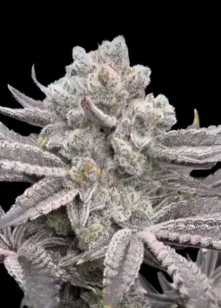 JOKERZ BAG (Frozen Bag x Jokerz Candy) 8 fem seeds