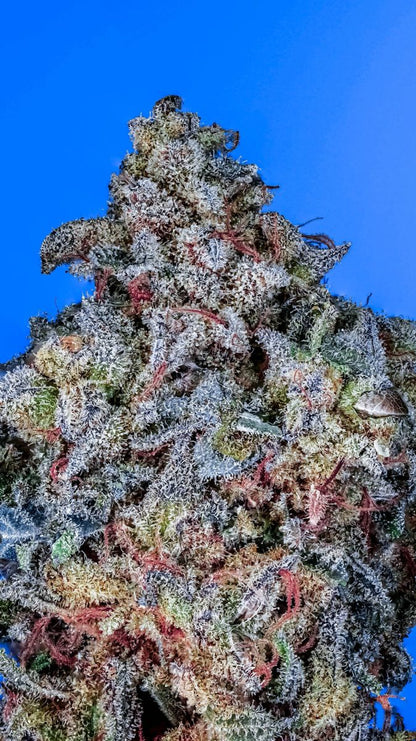 Blue N3rdz S1 (Blueberry OG x Grape Ape) 10+ feminized seeds
