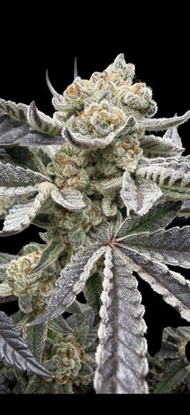 Doorknocker (Icy Gary x Astronaut Status) 8 fem seeds