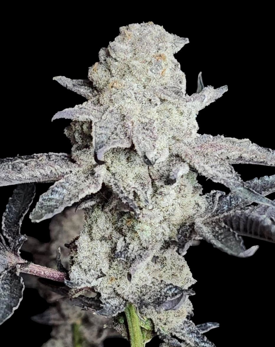 FROZEN GARY (ICY GARY#1 x FROZEN BAG) 8 fems