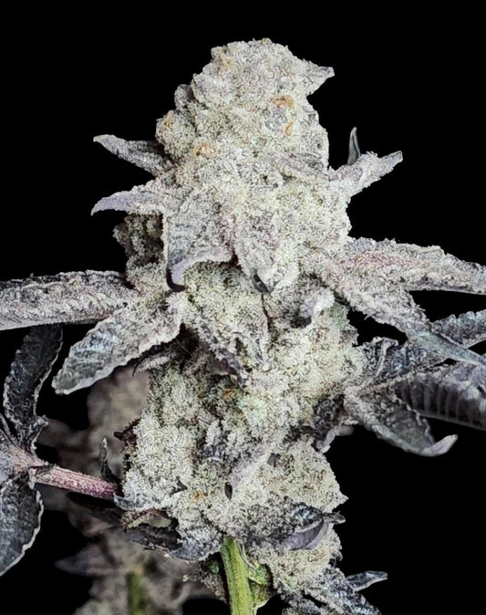 FROZEN GARY (ICY GARY#1 x FROZEN BAG) 8 fems