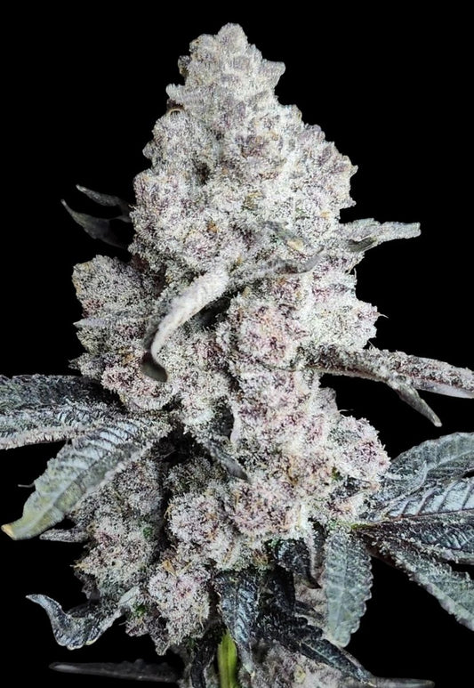 DANTES CHERRYCANA (DANTES INFERNO x TC#11) 8 fems