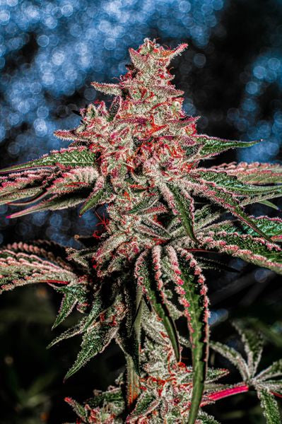 Cherry Runtz F1 Regular 10 seeds