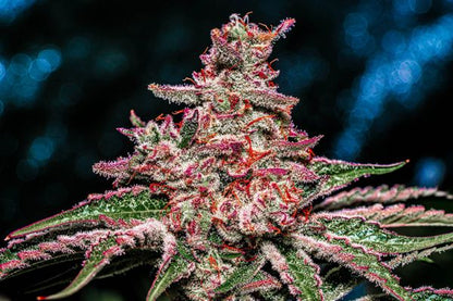 Cherry Runtz F1 Regular 10 seeds