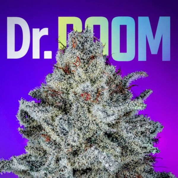 Dr. Doom S1 (Dr. Sleep x Frog Poison) 10 feminized seeds