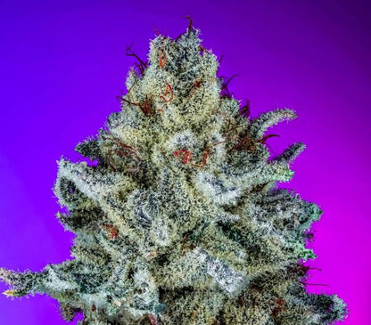 Dr. Doom S1 (Dr. Sleep x Frog Poison) 10 feminized seeds