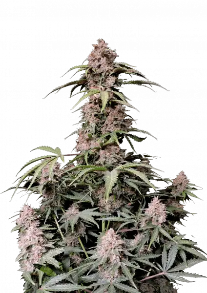Amnesia Zkittlez Auto 5-Pack + 1 Gorilla Zkittlez Auto