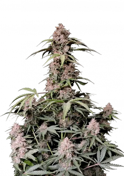 Amnesia Zkittlez Auto 5-Pack + 1 Gorilla Zkittlez Auto