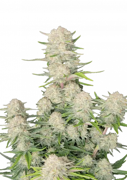 Apricot Auto 5-Pack