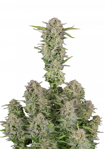 Bruce Banner Auto 5-Pack