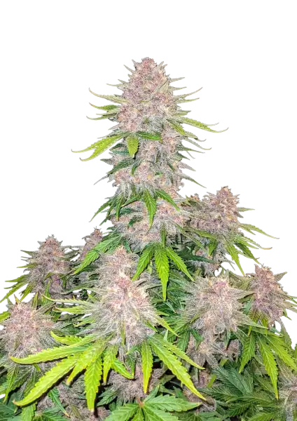 Cherry Cola Auto 5-Pack + 1 Gorilla Zkittlez Auto