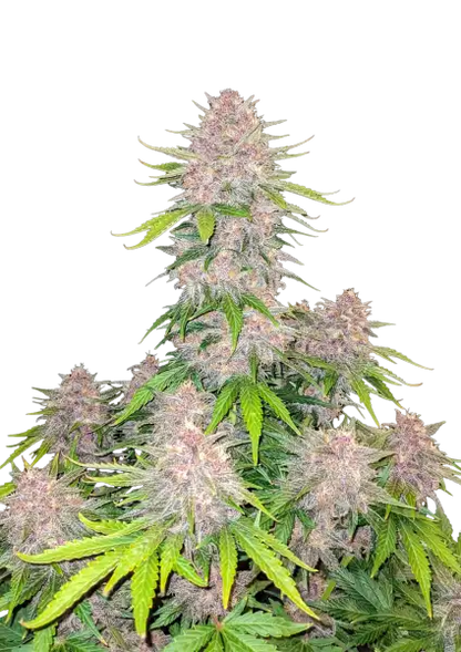 Cherry Cola Auto 5-Pack + 1 Gorilla Zkittlez Auto