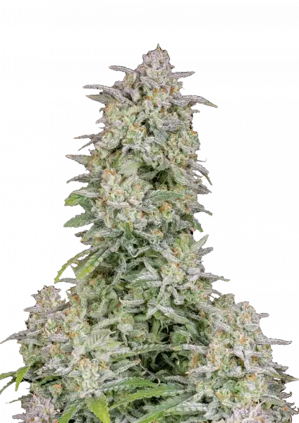 Forbidden Runtz Auto 5-Pack + 1 Gorilla Zkittlez Auto