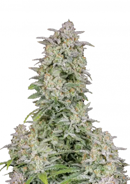 Forbidden Runtz Auto 5-Pack + 1 Gorilla Zkittlez Auto