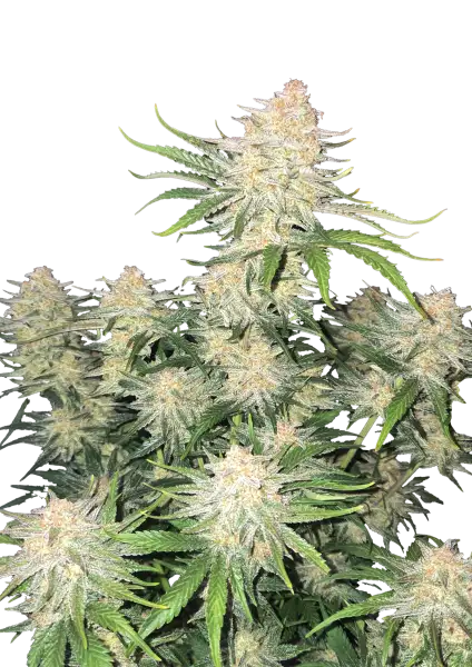 Frostbanger Auto 5-Pack