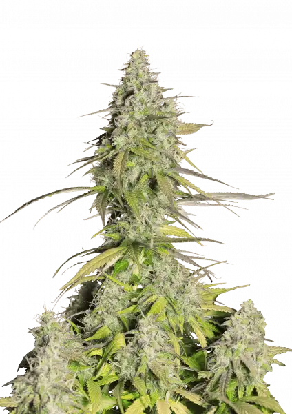 Girl Scout Cookies Auto 5-Pack
