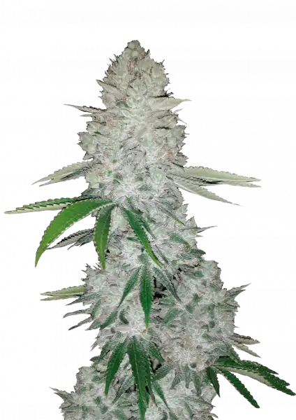 Gorilla Auto 5-Pack