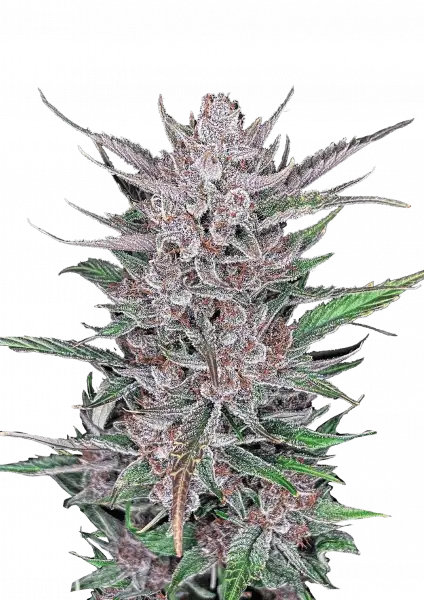 Gorilla Punch Auto 5-Pack