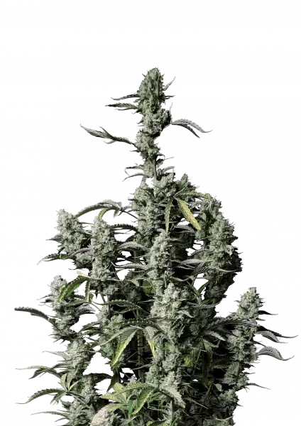 Gorilla Z Auto 5-Pack