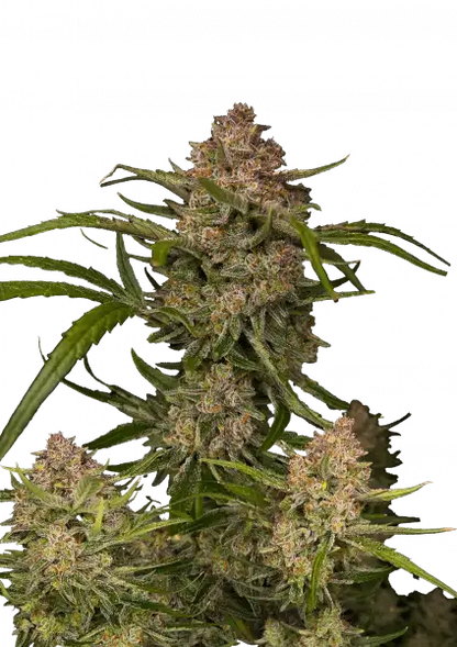 Guava Auto™ 5-Pack