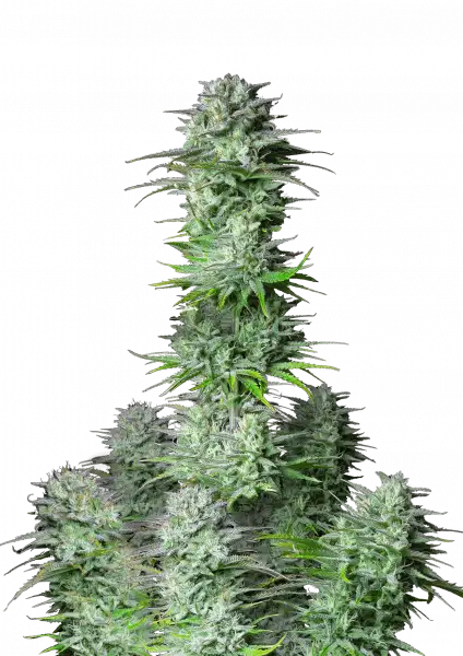Kosher Cake Auto 5-Pack